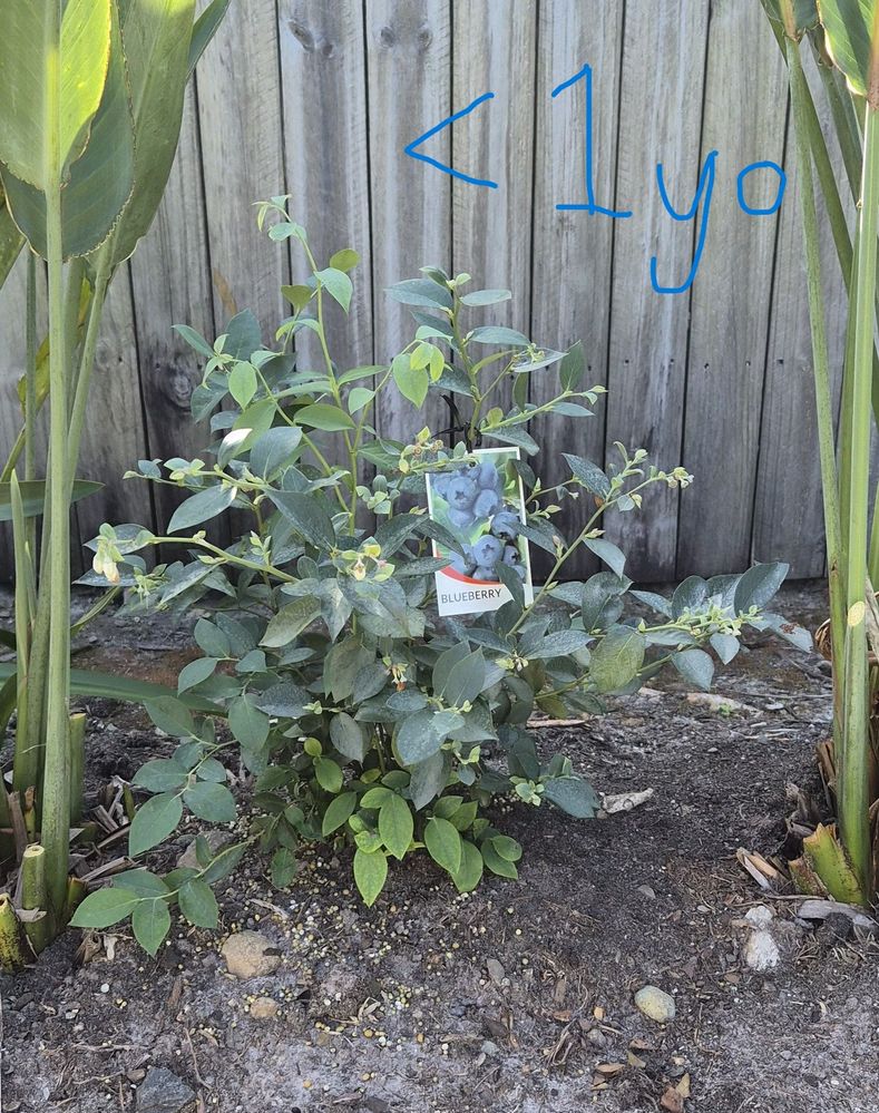 Less than one year old blueberry bush