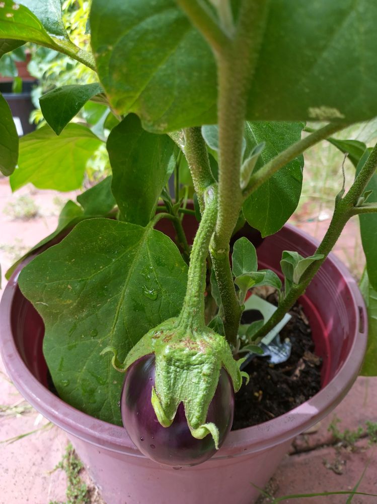 Bonica Eggplant growing in a tub over January 2025 in Curtin, Canberra, Australia