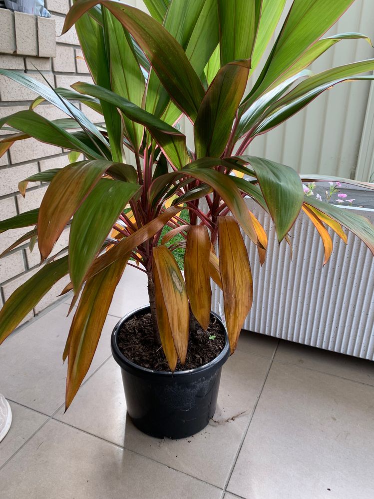 Cordyline.jpg