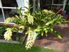 Den Speciosum 2016_3.jpg