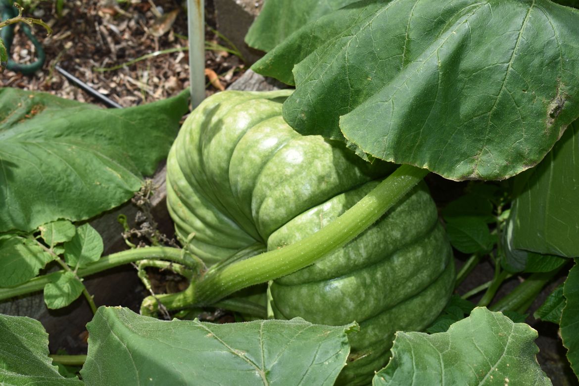 One of my larger pumkins