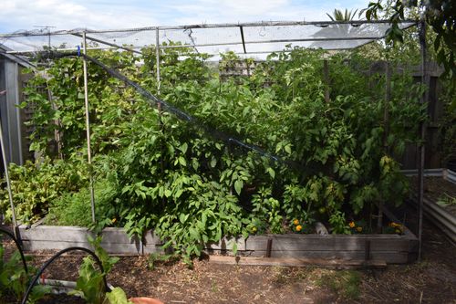 Tomatoes on right, Manzano chilli on left