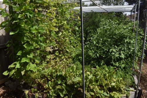 Everything went mad after the rain