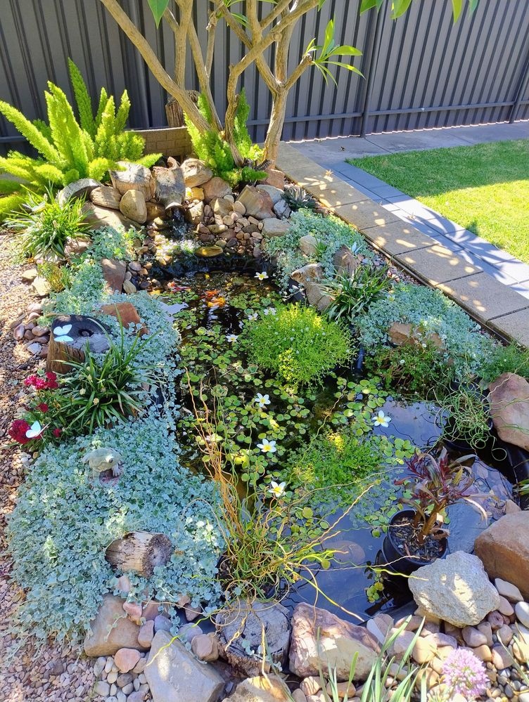 My Fish Pond
