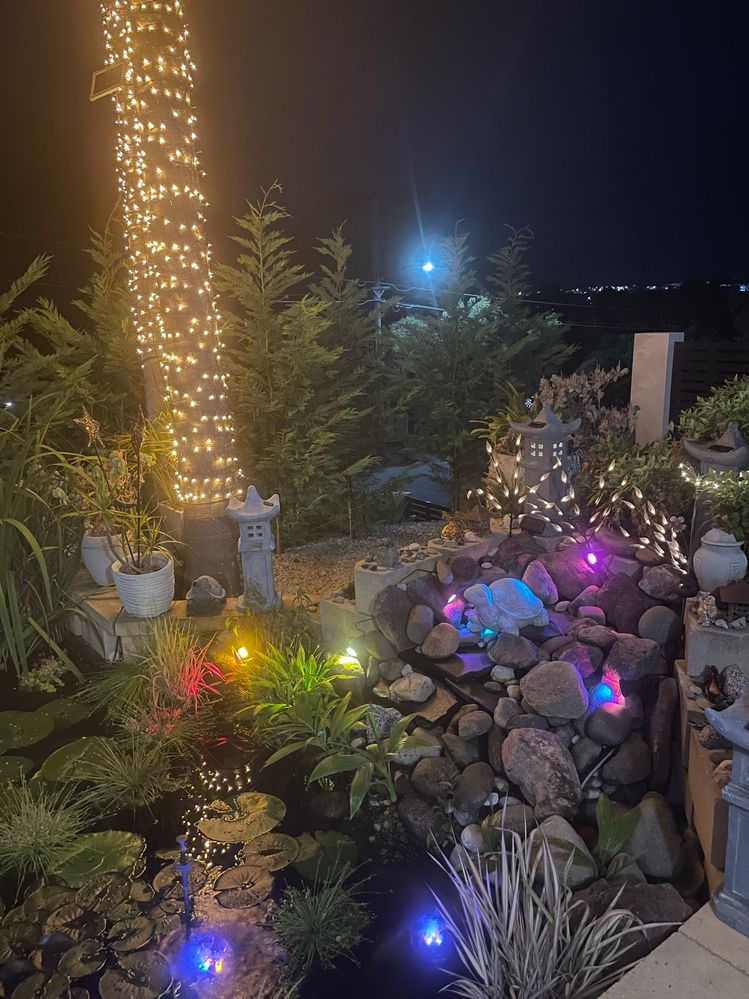 Night time illumination of the pond and palm trees