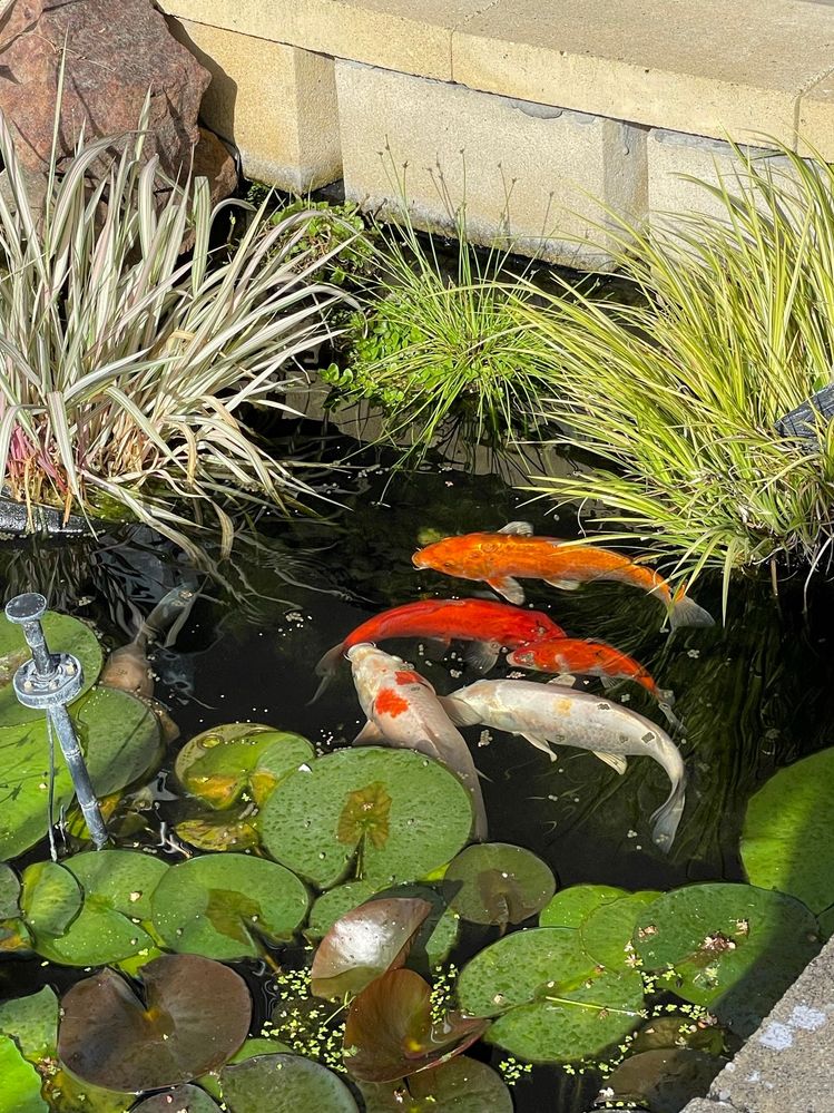 Night time koi feeding