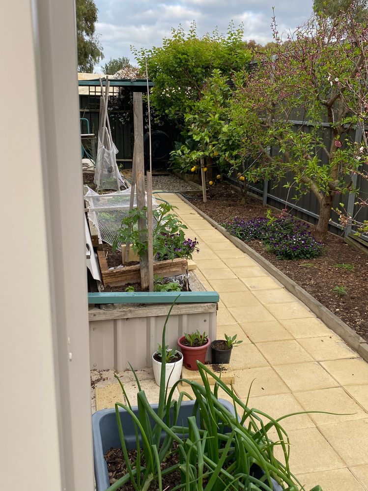 Garden bed when it grows.