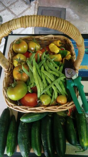 last Tuesday's harvest