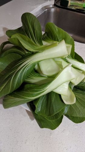 Plenty of very healthy pak choy. more than we could cope with.
