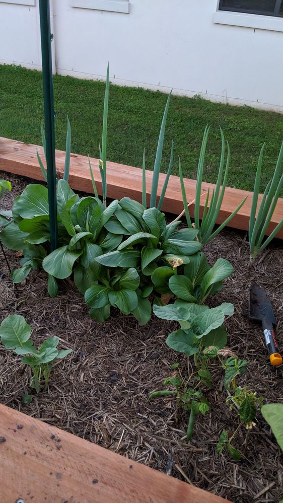 This is the pak choy growing. With some shallots.