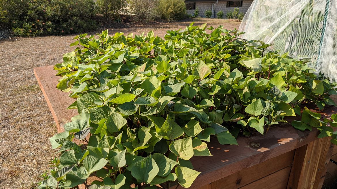 The start of our second season of Sweet potatoes