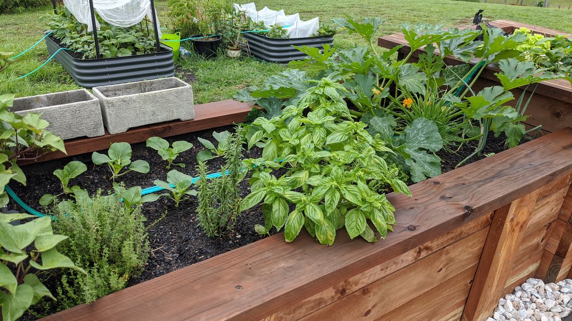 This is the most recent photo. Zucchini, pakchoy, lots of herbs like basil, oregano, thyme, rosemary.