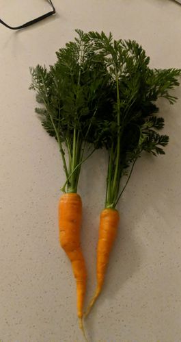 We had a lot of carrots, but the soil was too hard, so they were all bent.