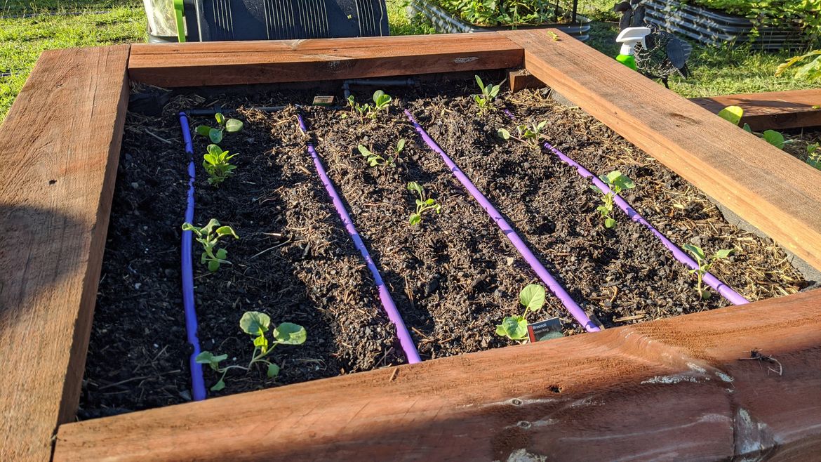 I just added some proper irrigation and you can see it working here with my broccoli and cauliflower