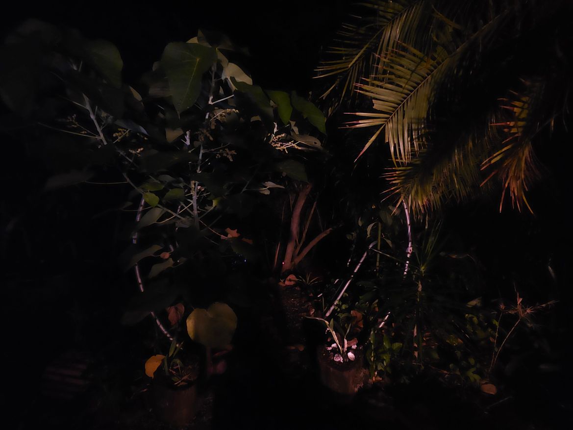 Trampoline Trellis by night!