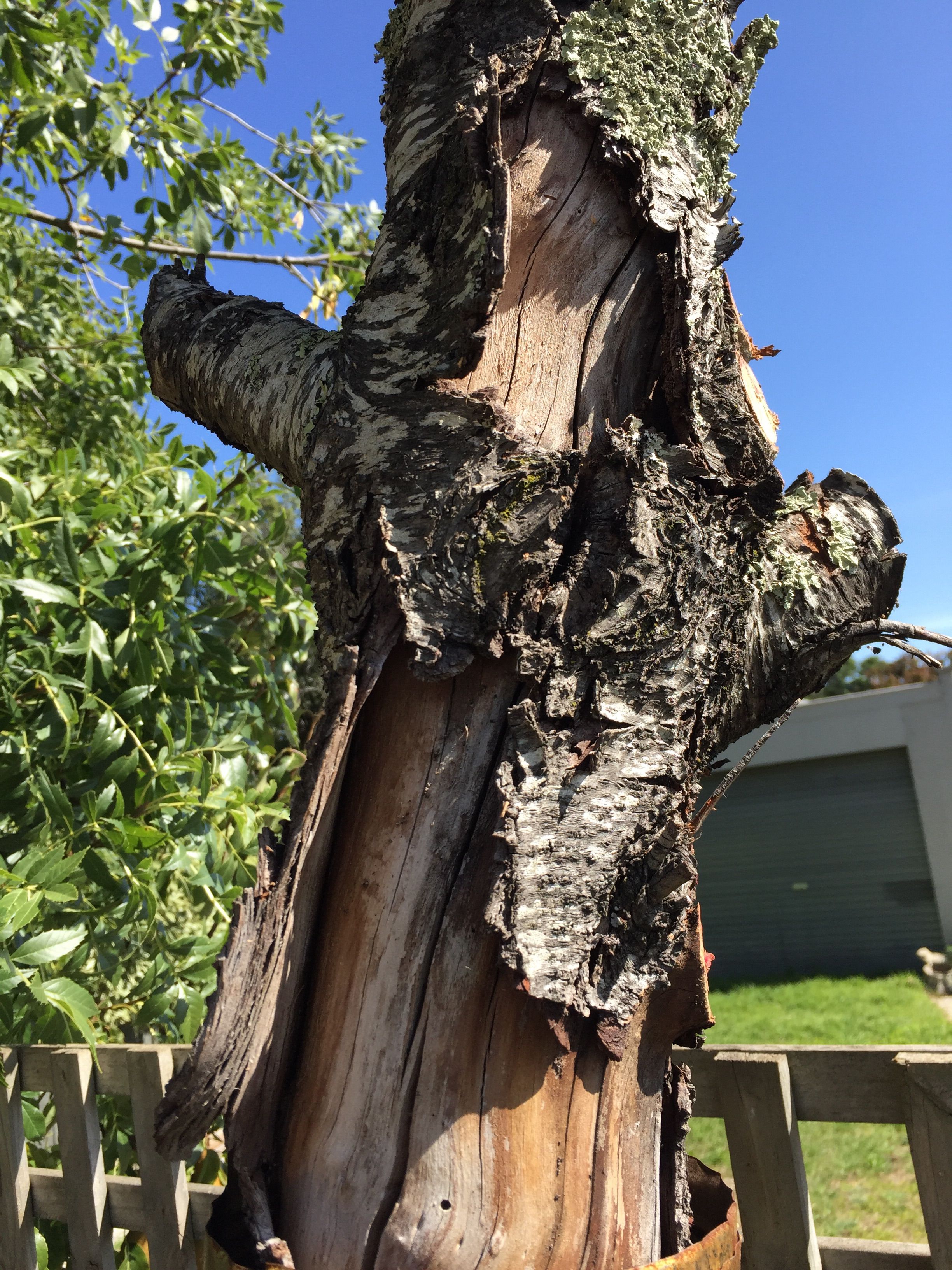 bark cracking open on fruit tree trunk bunnings workshop