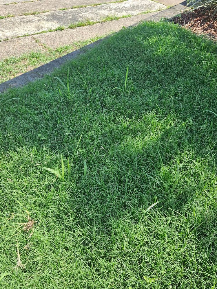 Lawn3.jpg