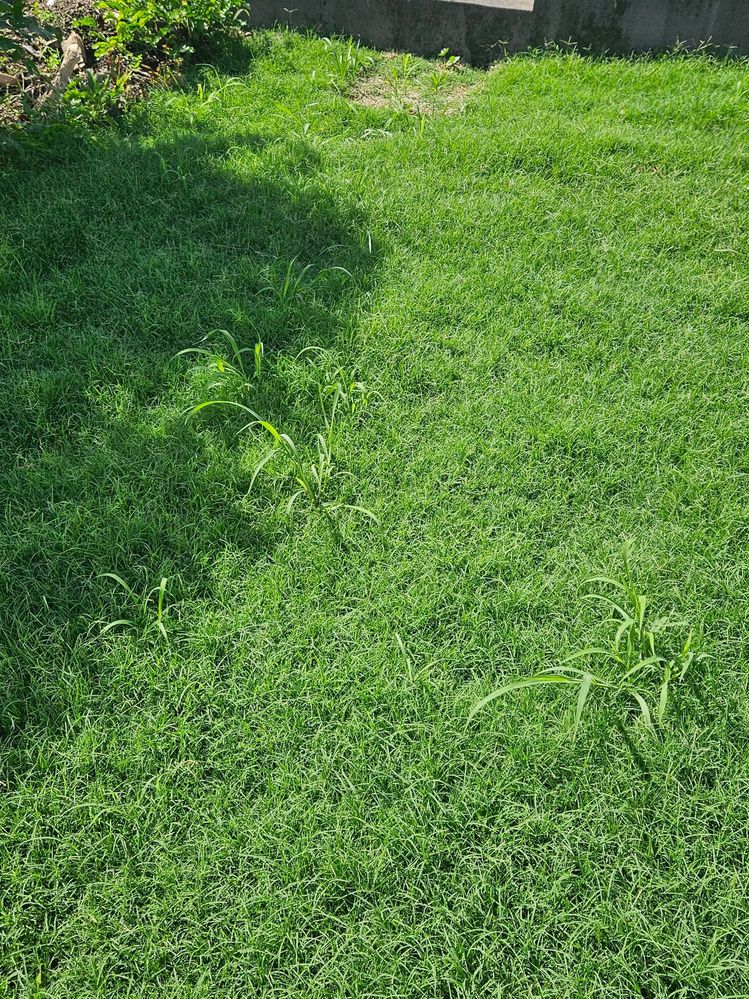 Lawn2.jpg