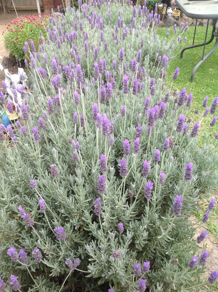 Lavender hedge