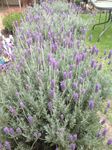 Lavender hedge