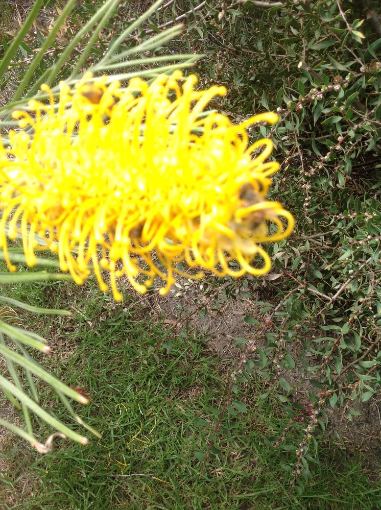 Grevillea