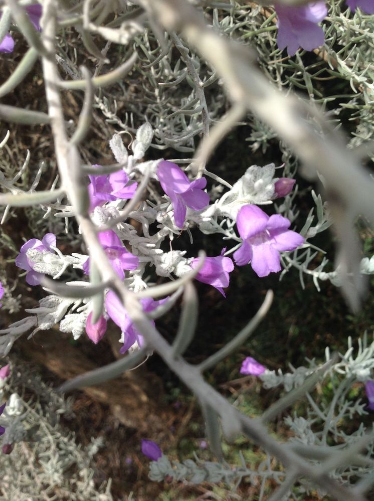 Eremophila (Emu Bush)