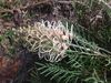 Grevillea