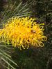 Grevillea