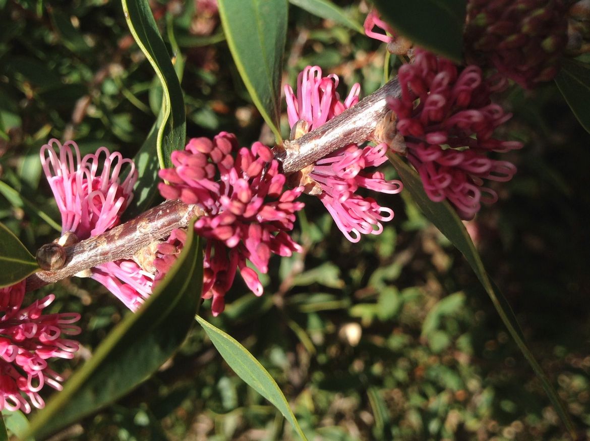 Hakea about to bloom