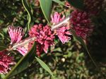 Hakea about to bloom