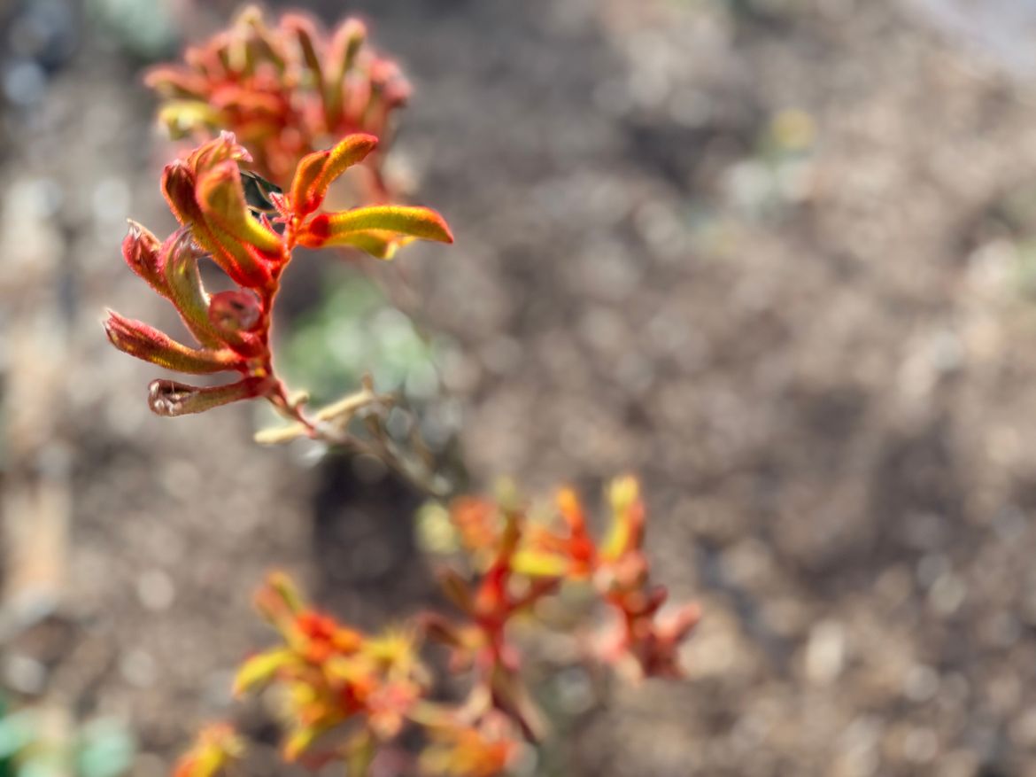 Kangaroo Paw