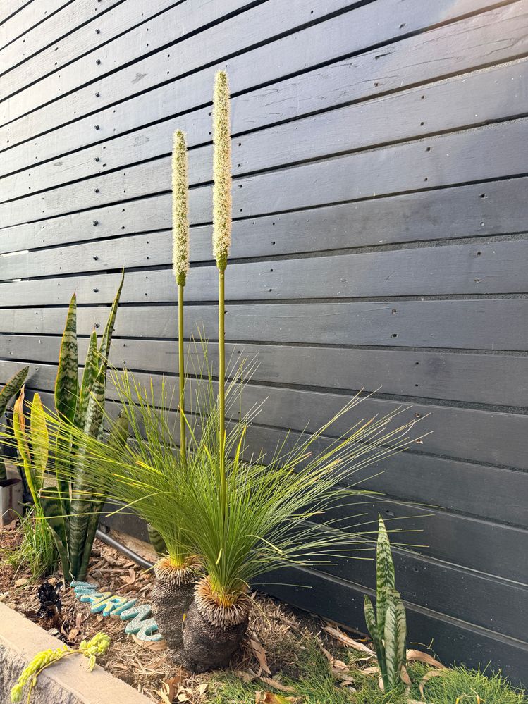 Xanthorrhoea - Growing some Stems,