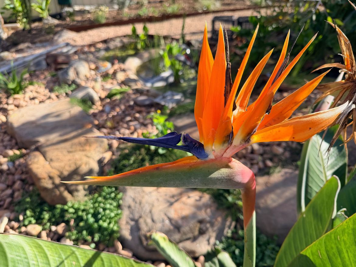 Bird of Paradise