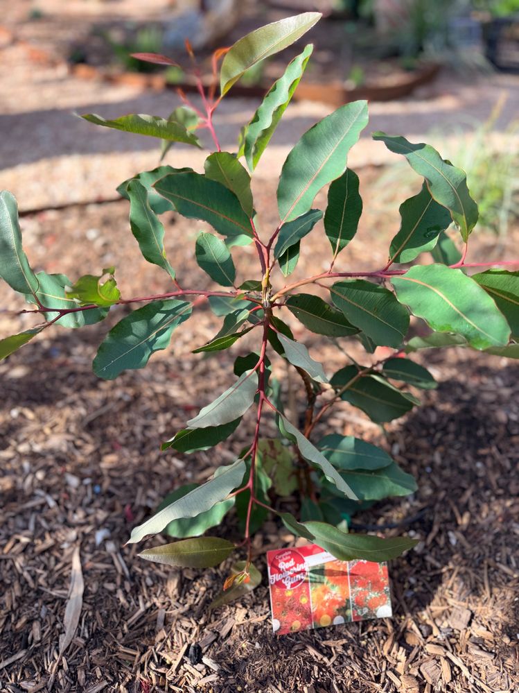 Red Flowering Gum