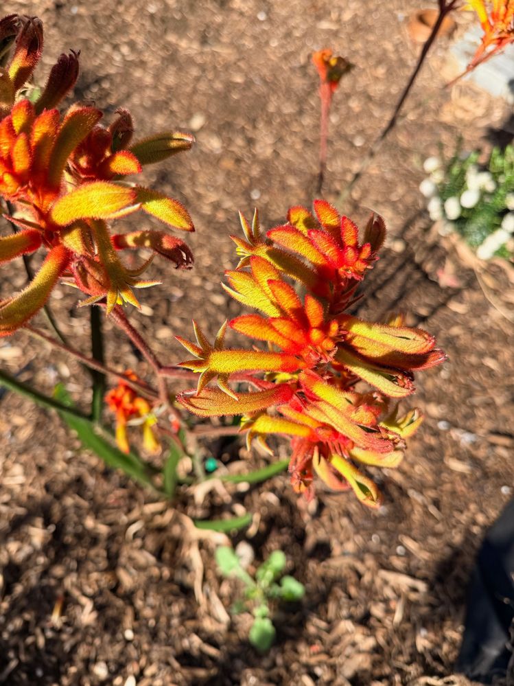 Kangaroo Paw