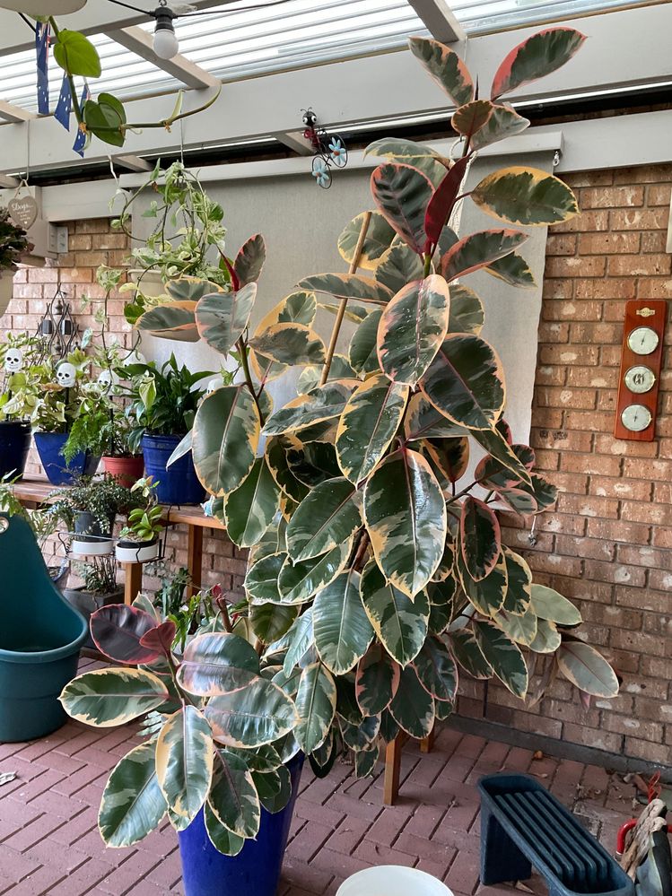 Ficus over 8 years old