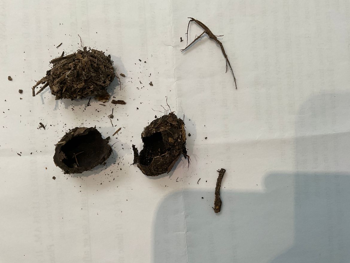 One unbroken, rattles, and two halves of an empty one.