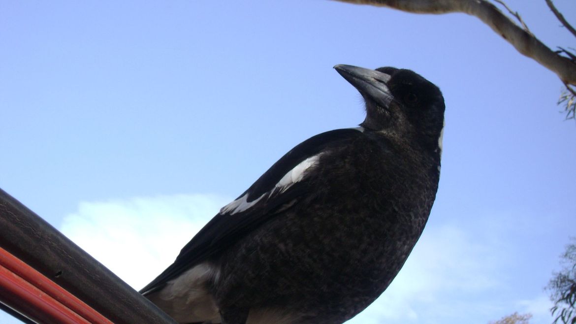 Magpie 4.jpg