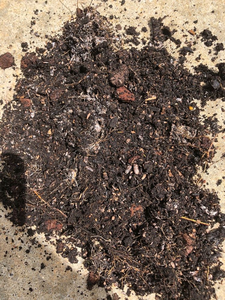 Soil 3.jpg
