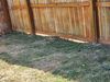 Typical backyards and fences we see
