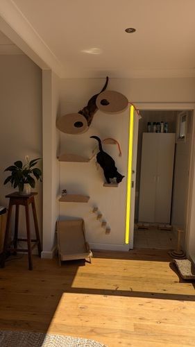 Cat Wall ready-with rope.jpg