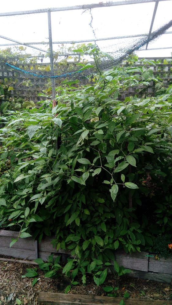 Manzano near 6 feet tall