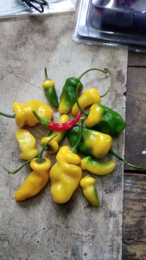 Manzano (yellow chilli)