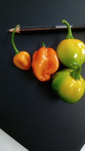 First Habanero's for the season