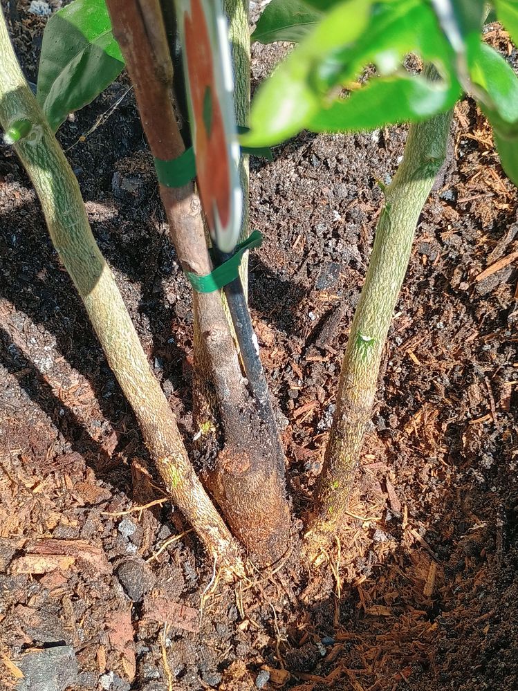 Scraped - Before cutting