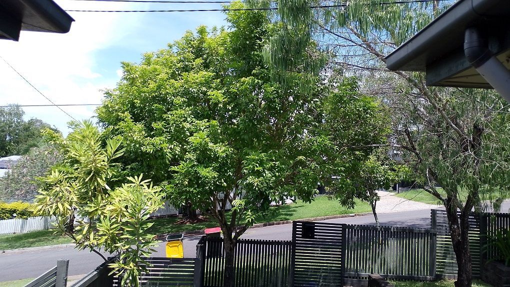 Tulipwood (at front fence)