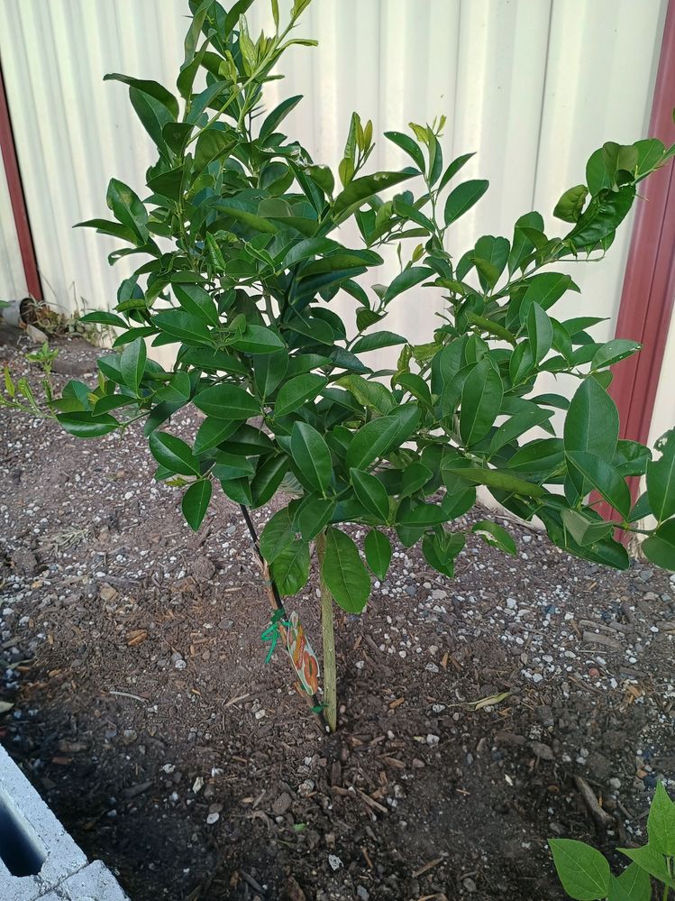 Mandarin Entire Plant Pic-1.jpg