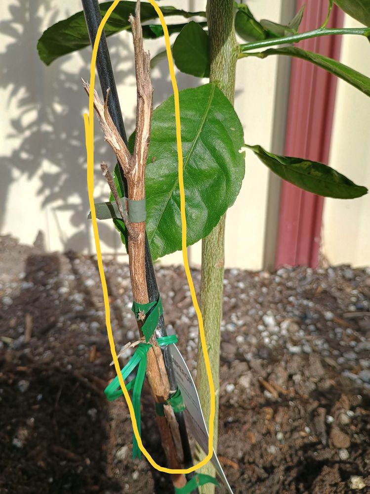 Brown Stem with Stake.jpg