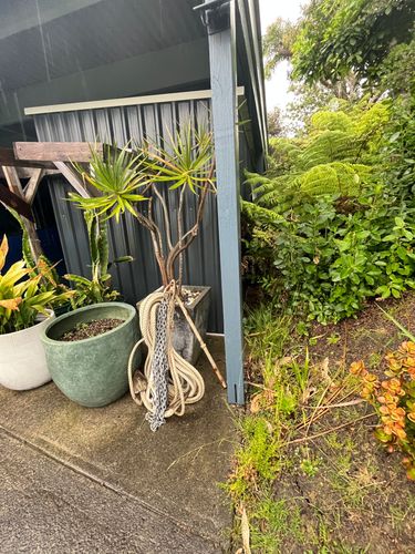 other side I need to dig, but full of vegetation