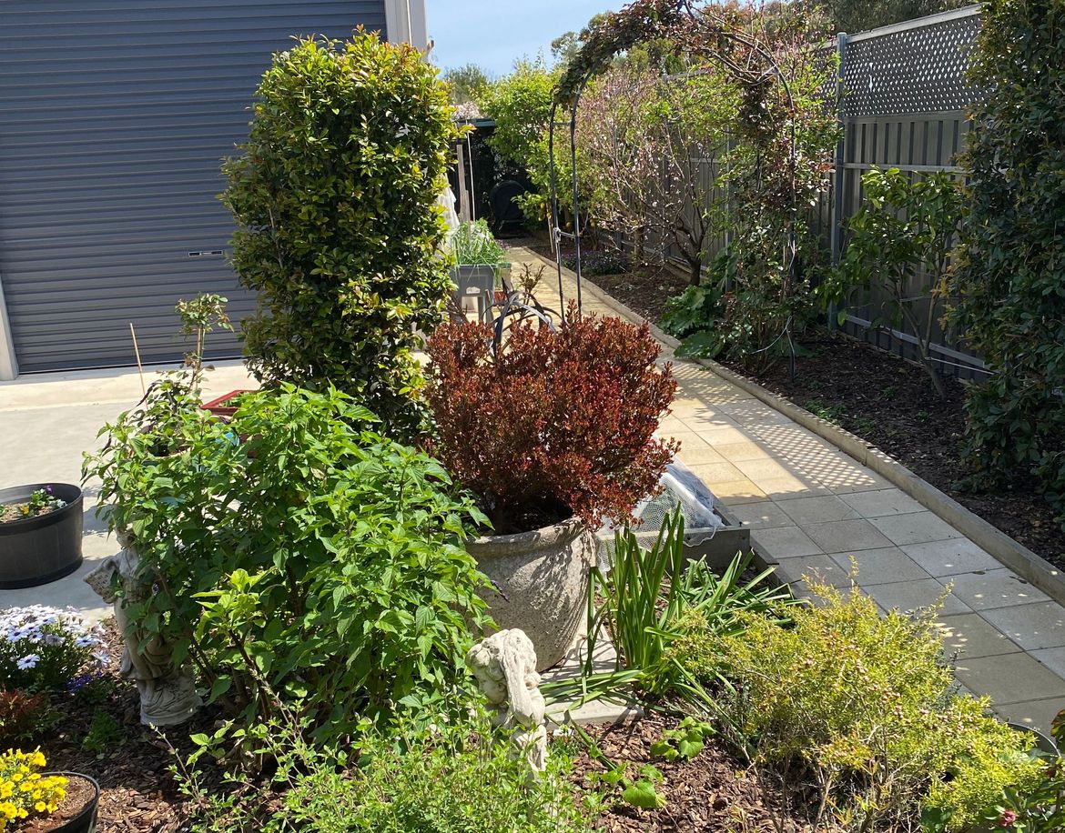 Backyard makeover paving fruit trees.jpeg